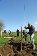 Bomenrij Zeeland